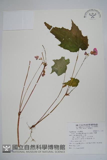 水鴨腳藏品圖，第1張