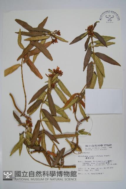 山橙藏品圖，第1張