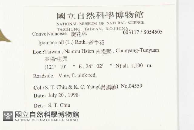 紫花牽牛、美洲牽牛花藏品圖，第2張