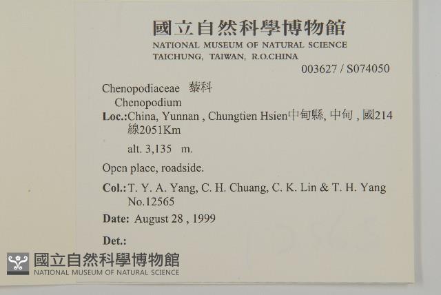 鹿皮斑木薑子藏品圖，第2張