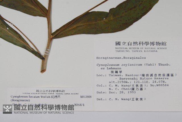 琉璃草藏品圖，第2張