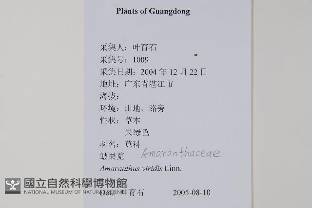 野莧菜藏品圖，第2張