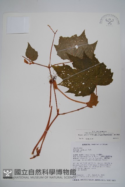 裂葉秋海棠藏品圖，第1張