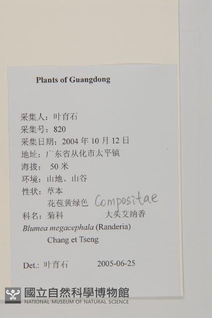 大頭艾納香藏品圖，第2張