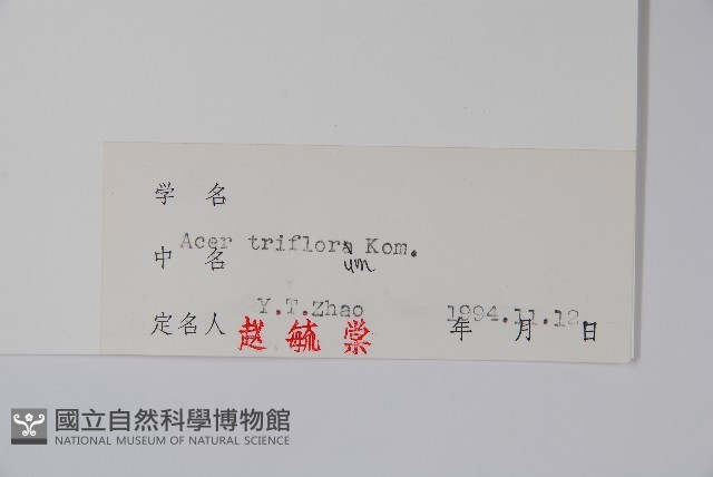 扭筋槭藏品圖，第2張