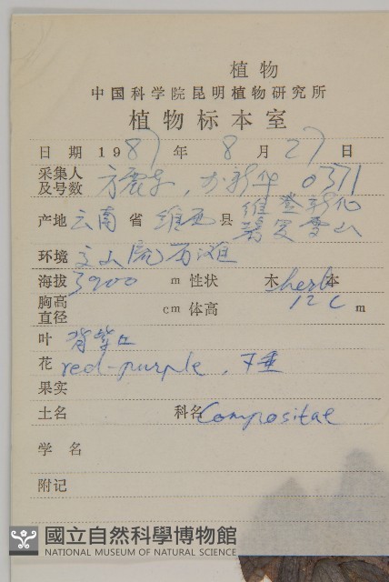 鐘花垂頭菊藏品圖，第2張