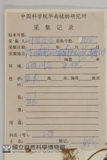 霍香薊藏品圖，第2張