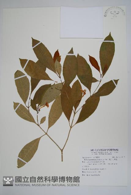 南洋馬蹄花藏品圖，第1張