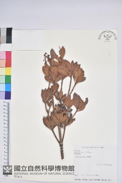 臺灣馬醉木藏品圖，第1張