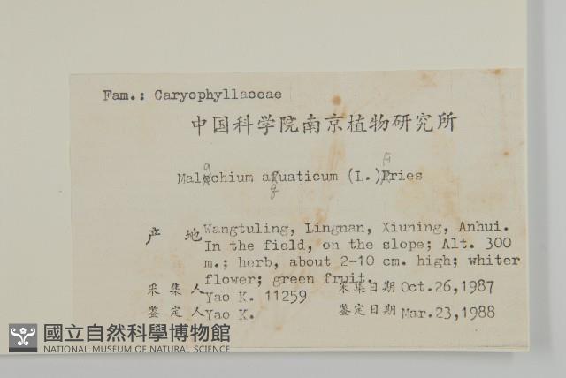 牛繁縷藏品圖，第2張