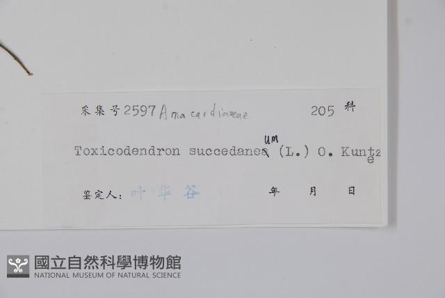 野漆、木臘樹藏品圖，第2張