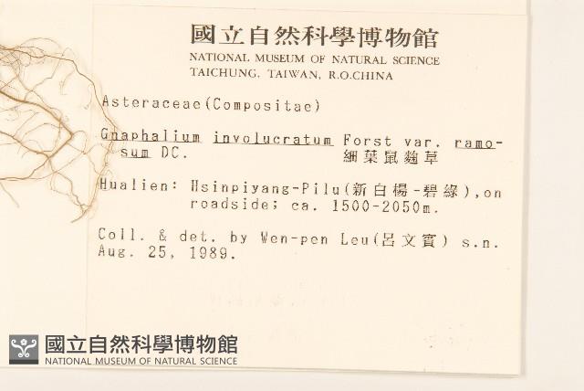 分枝鼠麴草藏品圖，第2張