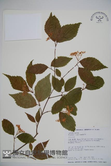 呂宋莢迷藏品圖，第1張