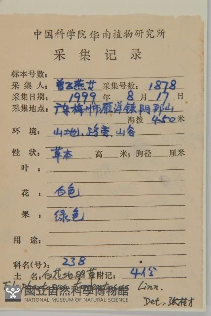 白花地膽草藏品圖，第2張