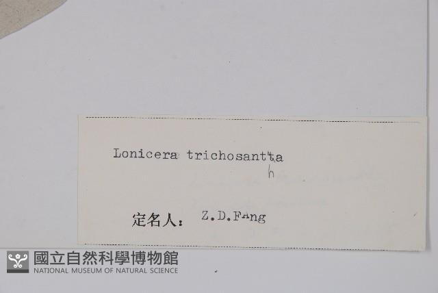 毛花忍冬藏品圖，第2張