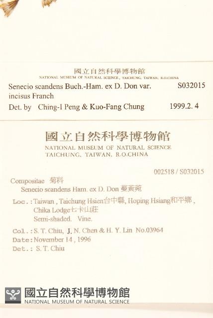 裂葉蔓黃菀藏品圖，第2張