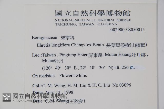 長花厚殼樹藏品圖，第2張