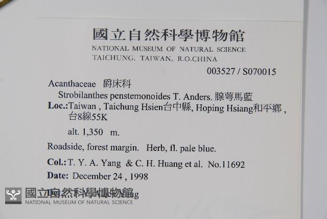 臺灣馬藍藏品圖，第2張