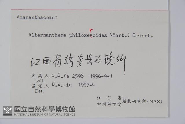 空心蓮子草藏品圖，第2張