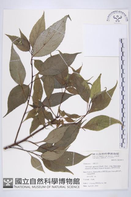 Helwingia Collection Image, Figure 1, Total 2 Figures