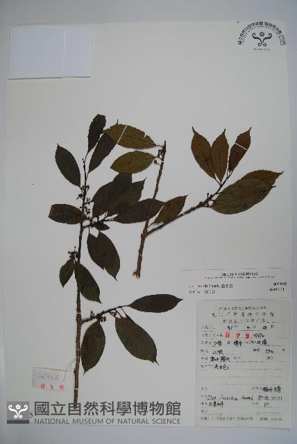 鐵冬青藏品圖，第1張