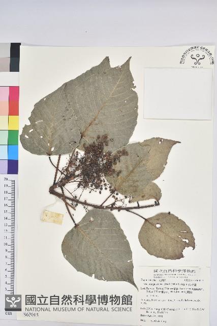 紅肉橙蘭、華血桐藏品圖，第1張