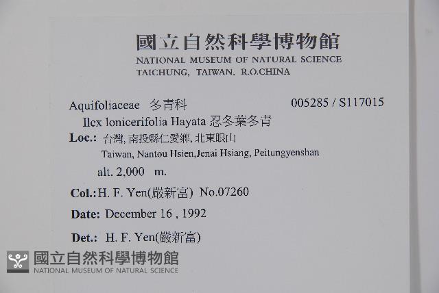 忍冬葉冬青藏品圖，第2張