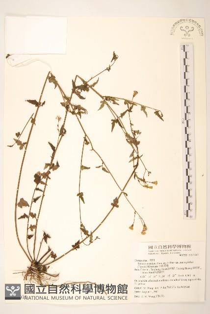 小蔓黃菀藏品圖，第1張