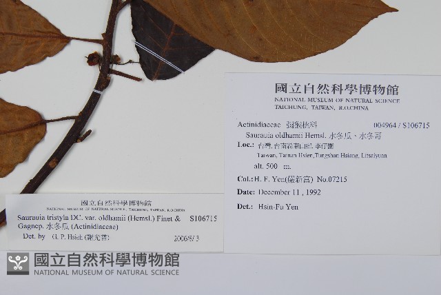 水冬瓜藏品圖，第2張