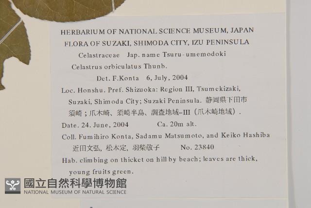 南蛇藤藏品圖，第2張