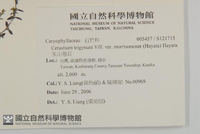 玉山卷耳藏品圖，第2張