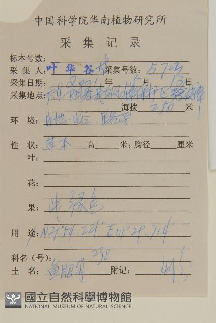 魚眼菊藏品圖，第2張