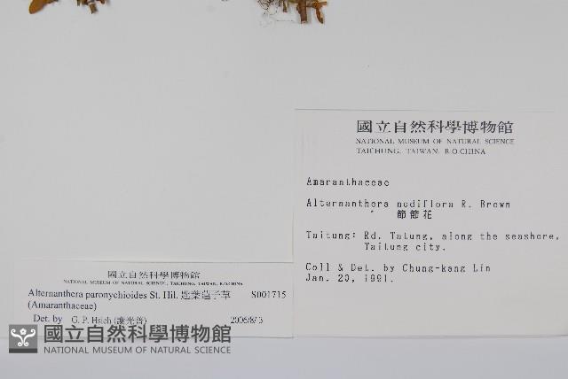 匙葉蓮子草藏品圖，第2張