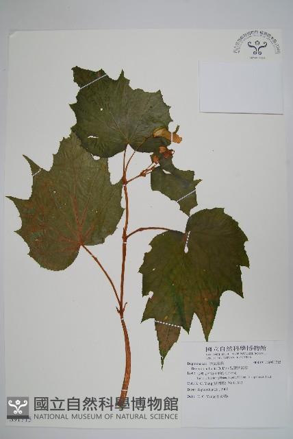 裂葉秋海棠藏品圖，第1張