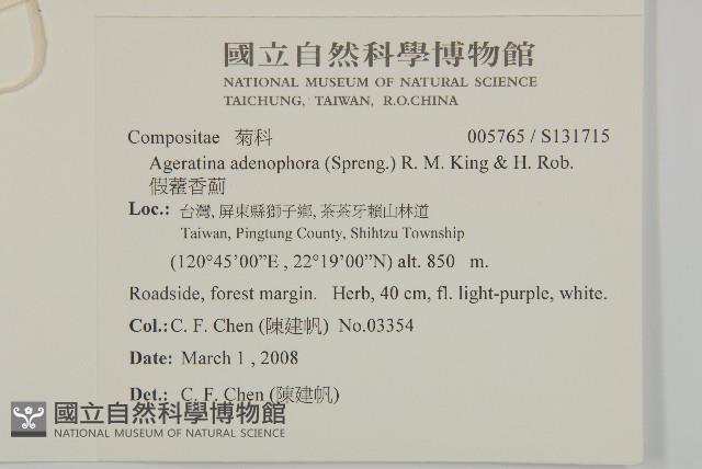 假藿香薊藏品圖，第2張