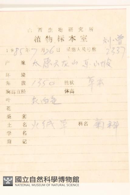 火絨草藏品圖，第2張