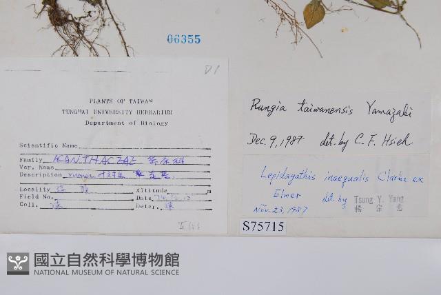 臺灣明萼草藏品圖，第2張