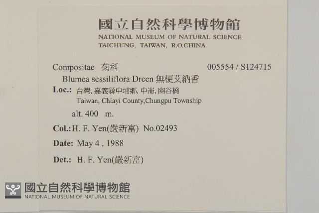 無梗艾納香藏品圖，第2張