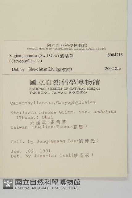 瓜槌草、漆姑草藏品圖，第2張