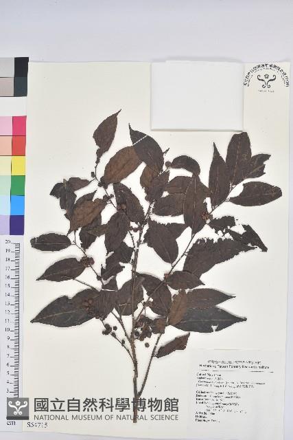 披針葉饅頭果藏品圖，第1張