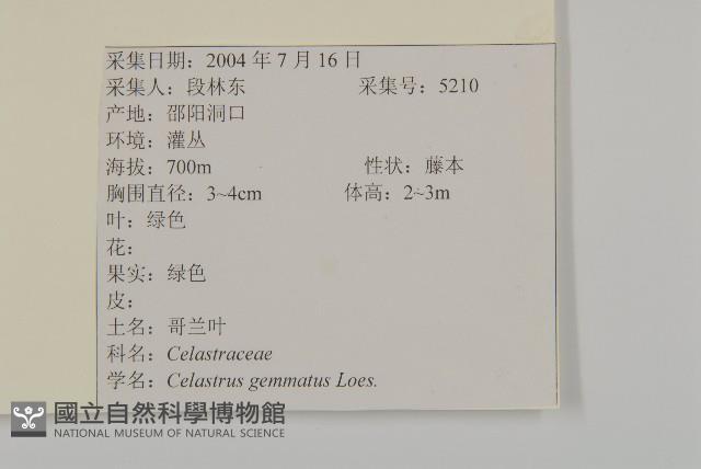 哥蘭葉藏品圖，第2張