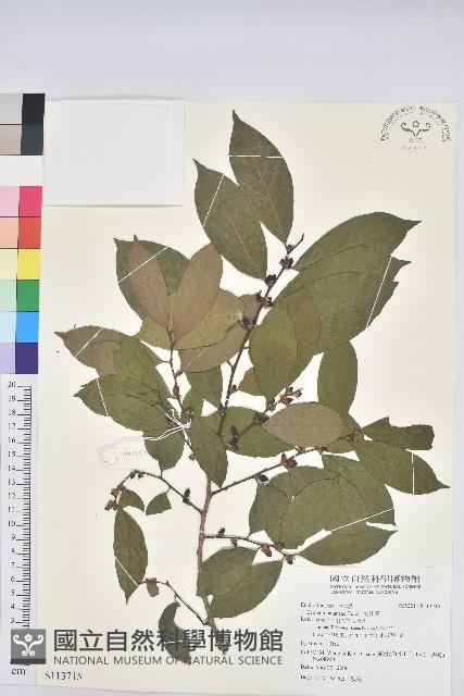 刺杜密藏品圖，第1張