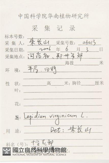 獨行菜藏品圖，第2張