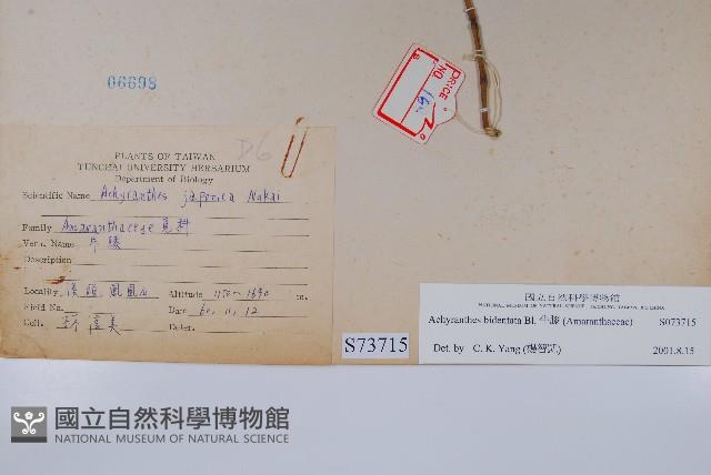 牛膝藏品圖，第2張