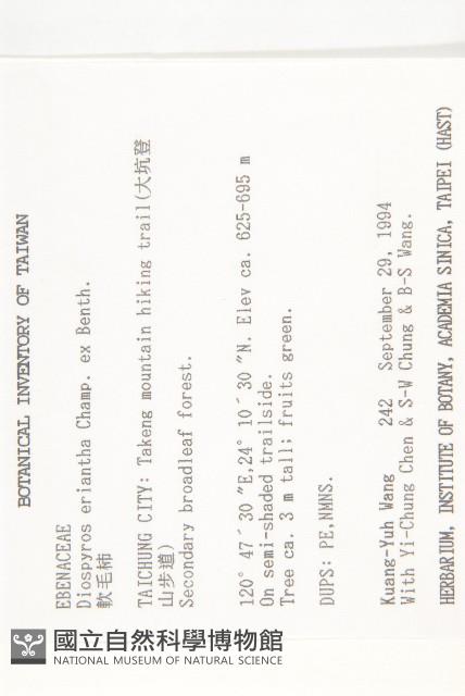 軟毛柿藏品圖，第2張