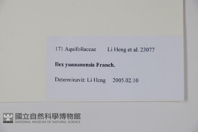 雲南冬青藏品圖，第2張