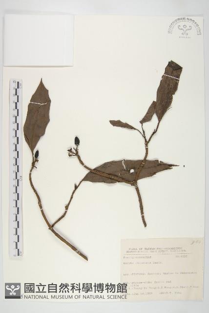 桃葉珊瑚藏品圖，第1張