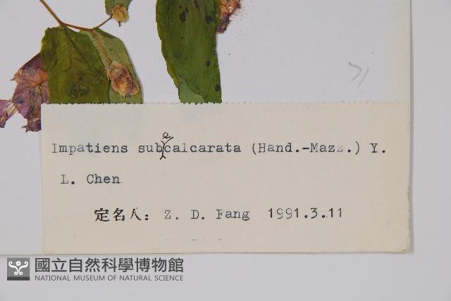 天距鳳仙花藏品圖，第2張