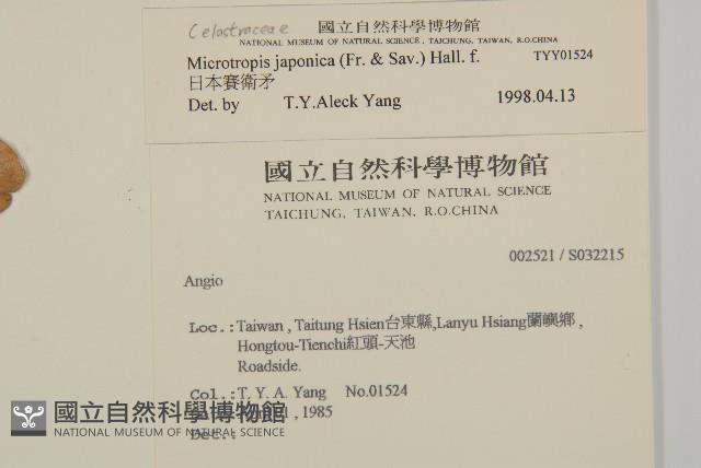 日本賽衛矛、日本假衛矛藏品圖，第2張