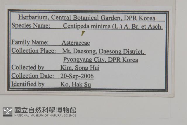 石胡荽、吐金草藏品圖，第2張